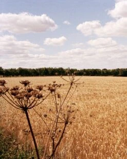 Gather Cook Feast | Book -Novesta Store 6chta s2 book