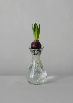Hand Blown Polonaise Vase | Clear -Novesta Store HGLUS12 2