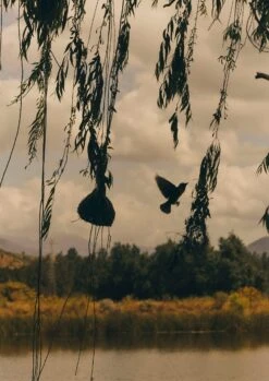 Veta Vera Grass Bird Nester | Natural -Novesta Store HODUS03 5