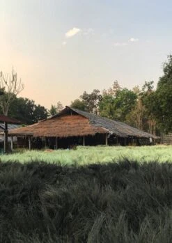 Sorghum Stripe Short Handled Brush | Cocoa -Novesta Store thumbnail sorghum 3 bb0a035c fc89 42c7 aa1d a9954f48fbb3